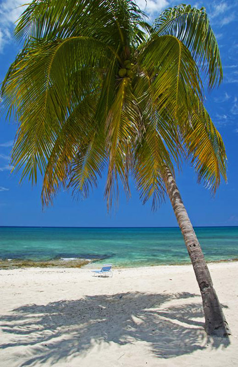 Large palm tree leans toward the sea